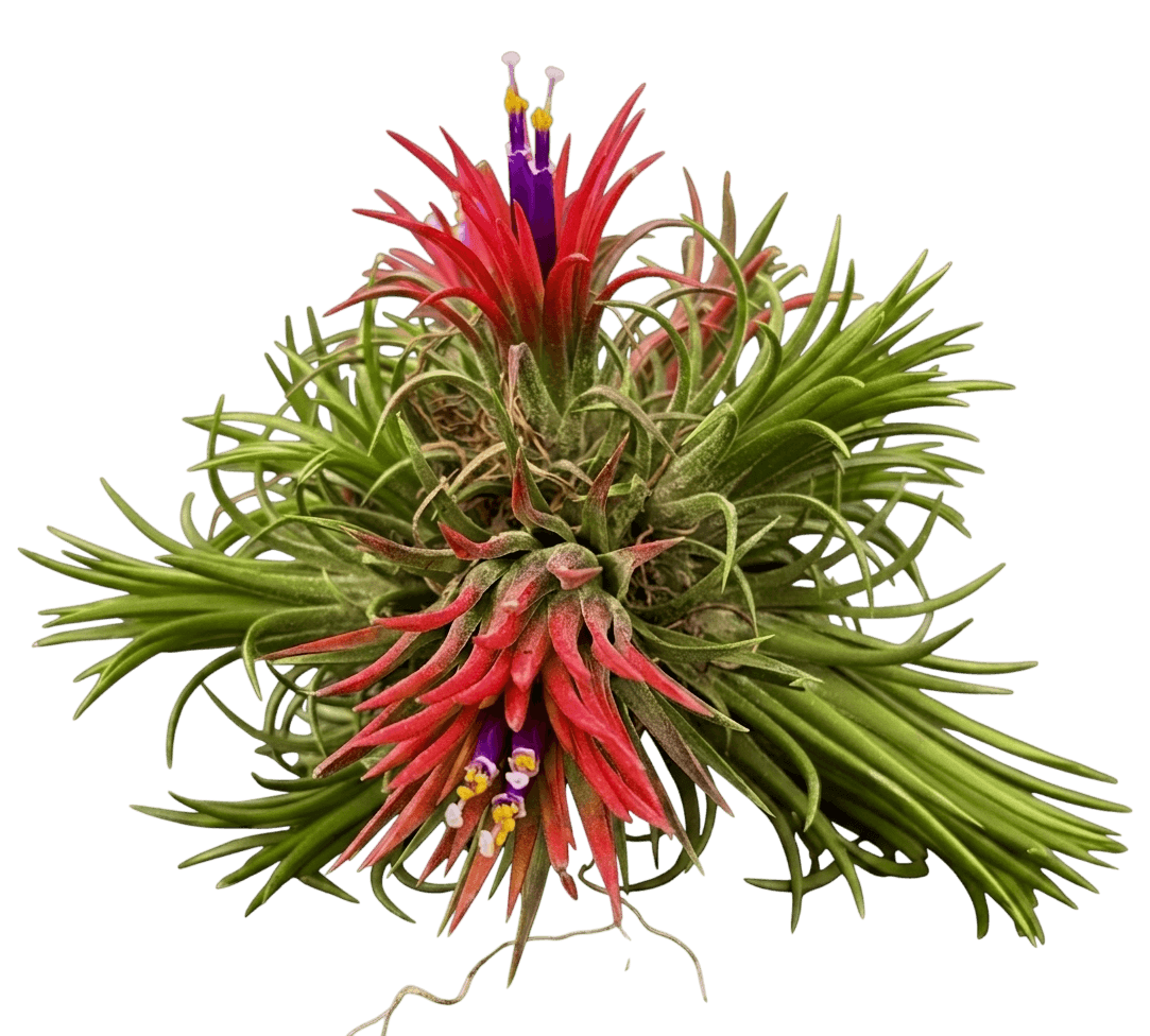 Rubra Sky Plant (Tillandsia Ionantha 'Rubra') - Indoor Plants