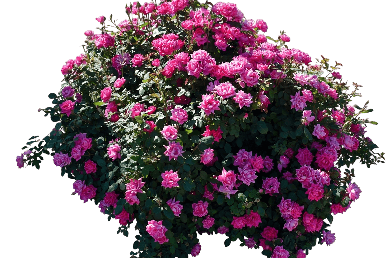 Pink Double Knock Out® Rose (Rosa Pink Double Knock Out 'Radtkopink') - Ground Layers