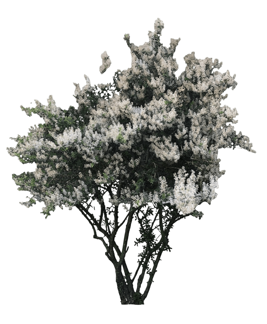 green bark ceanothus (Ceanothus Spinosus) - Shrubs