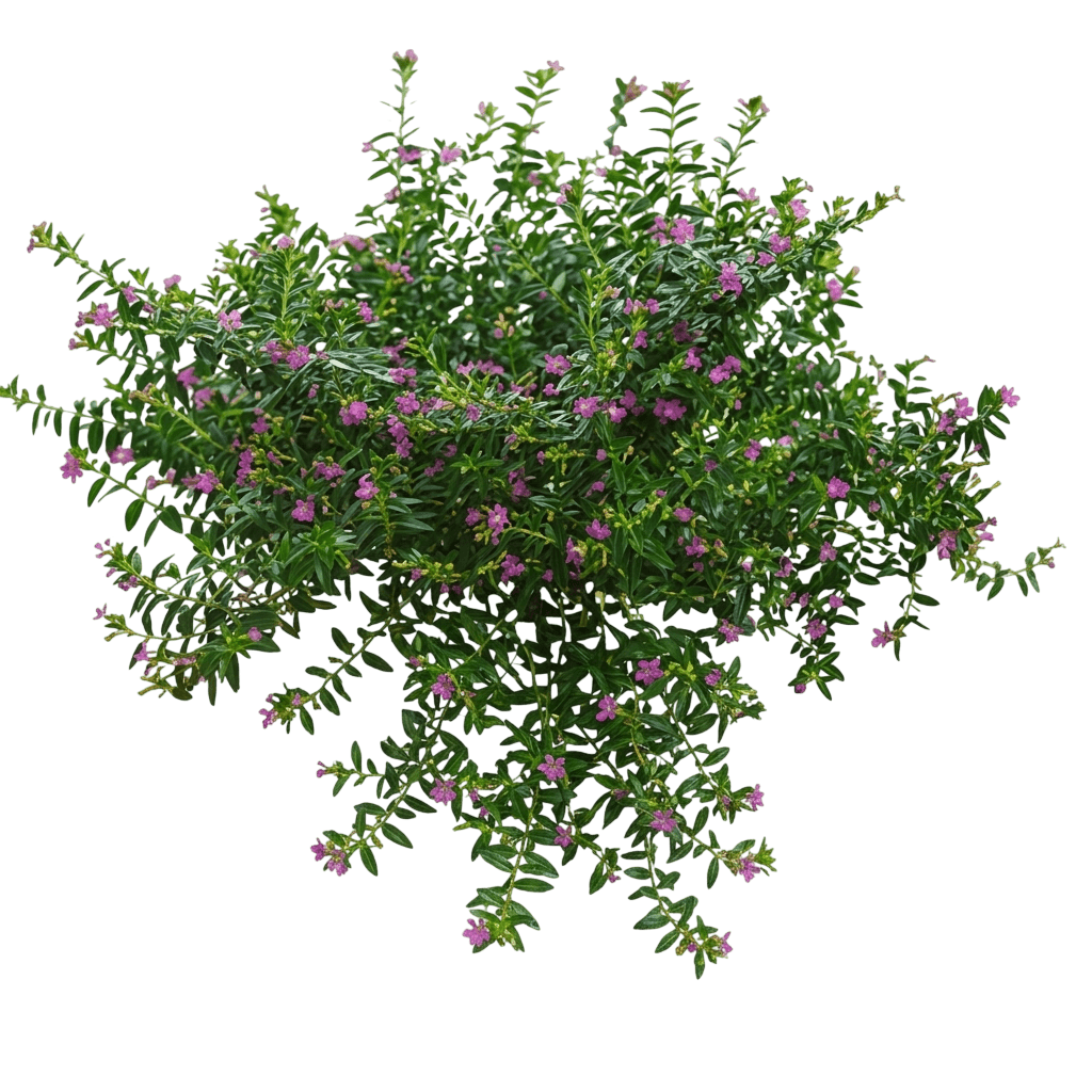 Mad Hatter (Cuphea Mauve 'Mad Hatter') - Ground Layers