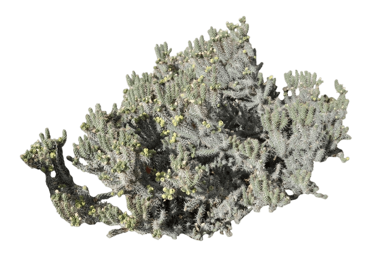 Silver Cholla (Cylindropuntia Echinocarpa) - Succulents