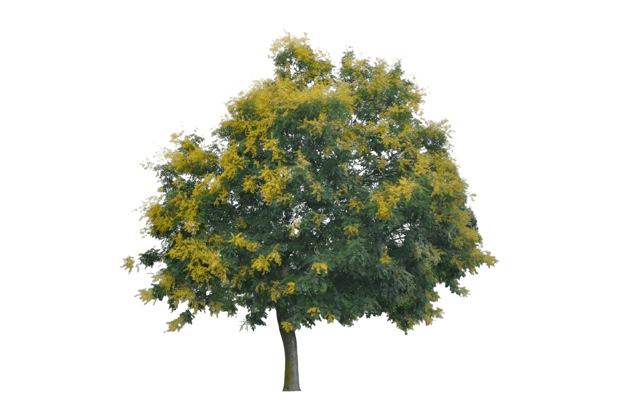 Summerburst Goldenrain Tree (Koelreuteria Paniculata 'Jfs-Sunleaf') - Flowering Trees