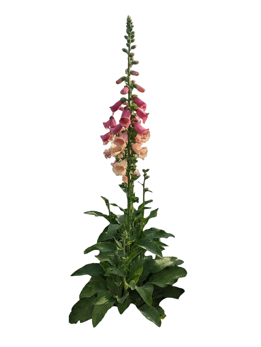 Camelot Rose Foxglove (Digitalis Var. Hybrid 'Camelot Rose') - Perennials