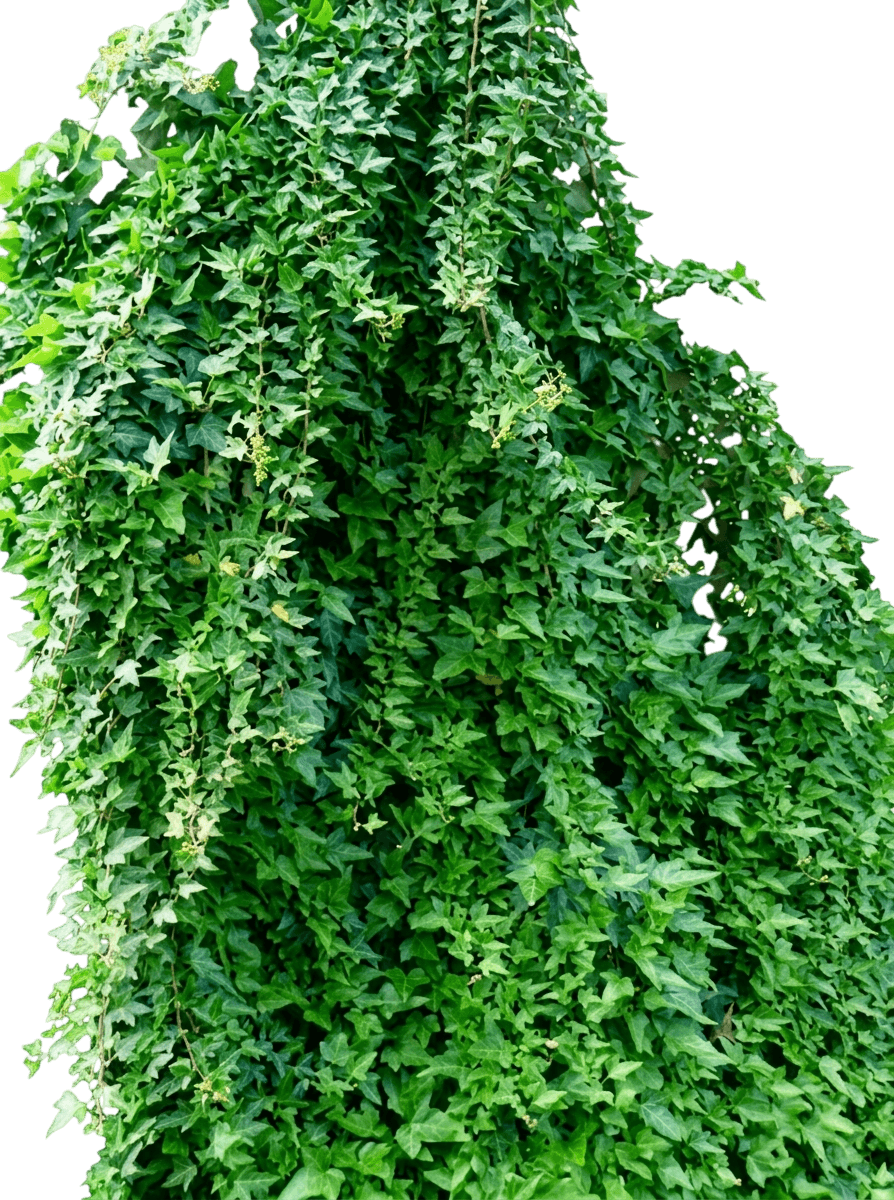 Baltic Ivy (Hedera Helix 'Baltica') - Ground Layers