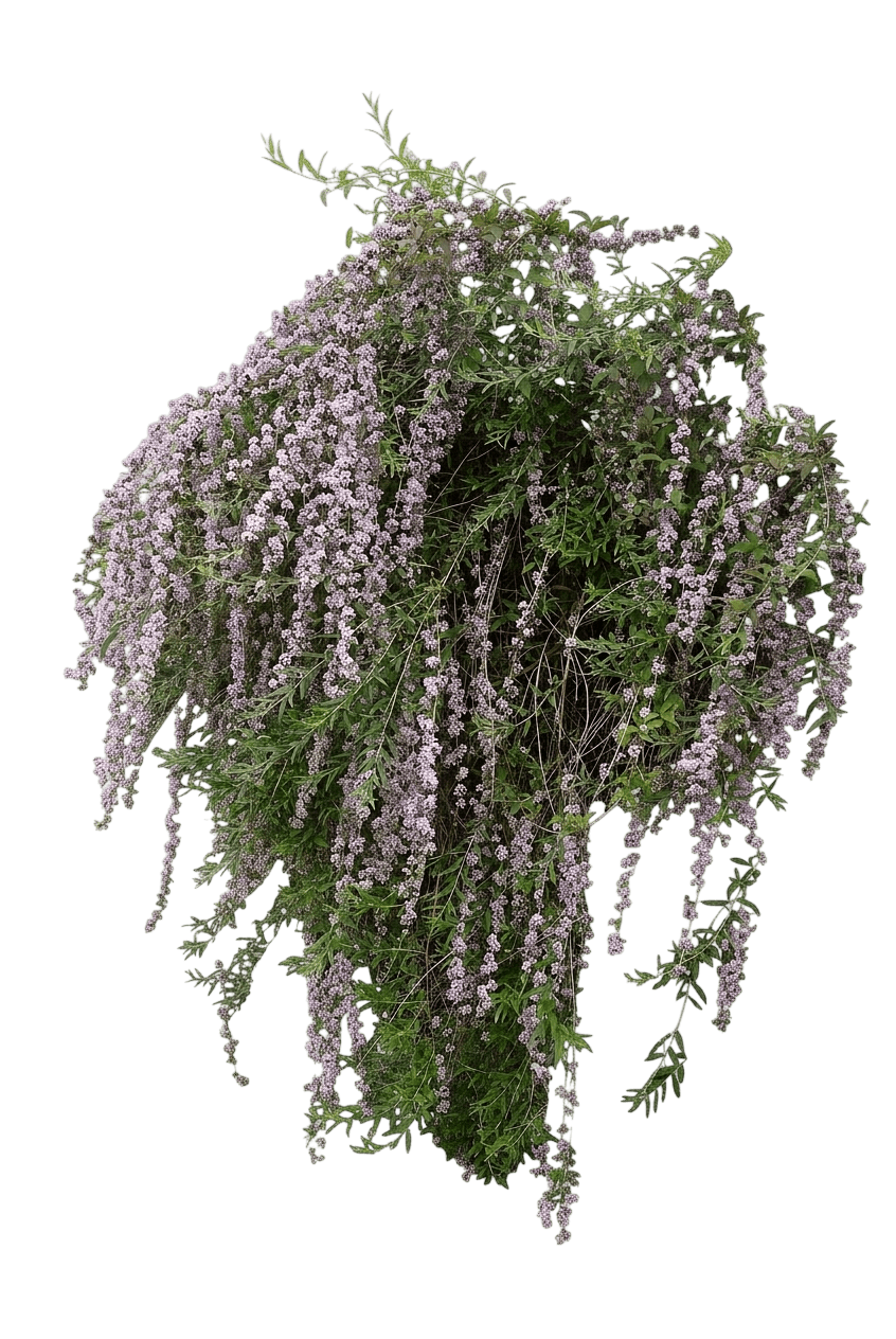 Lo & Behold Blue Chip Butterfly Bush (Buddleja 'Blue Chip') - Ground Layers