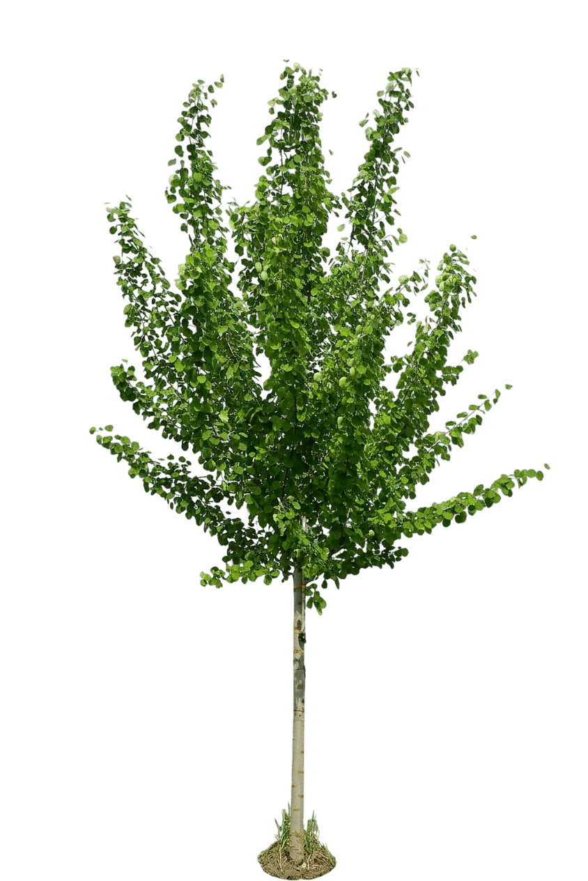 European Aspen (Populus Tremula) - Shade Trees