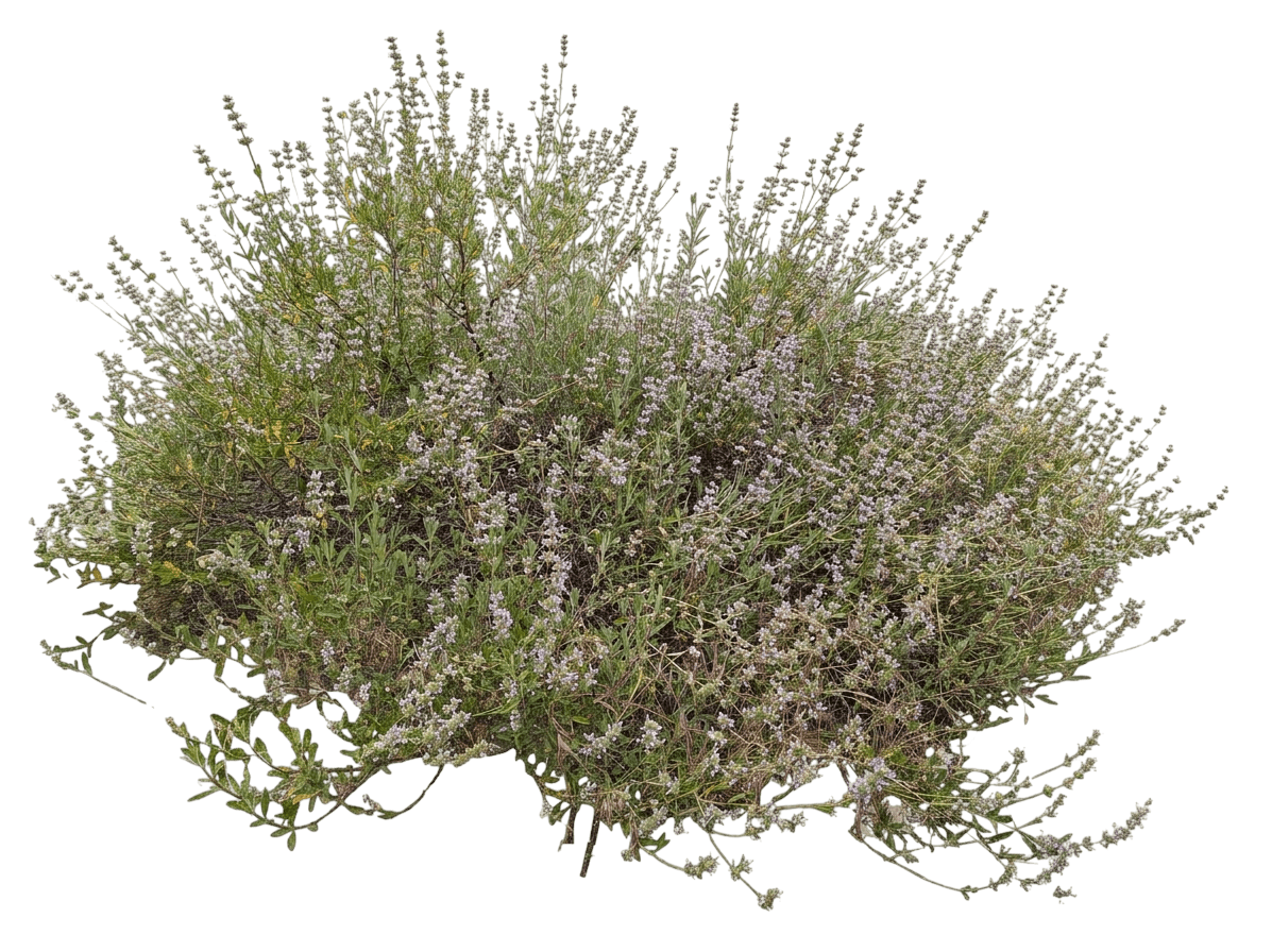 black/green sage (Salvia Mellifera) - Shrubs