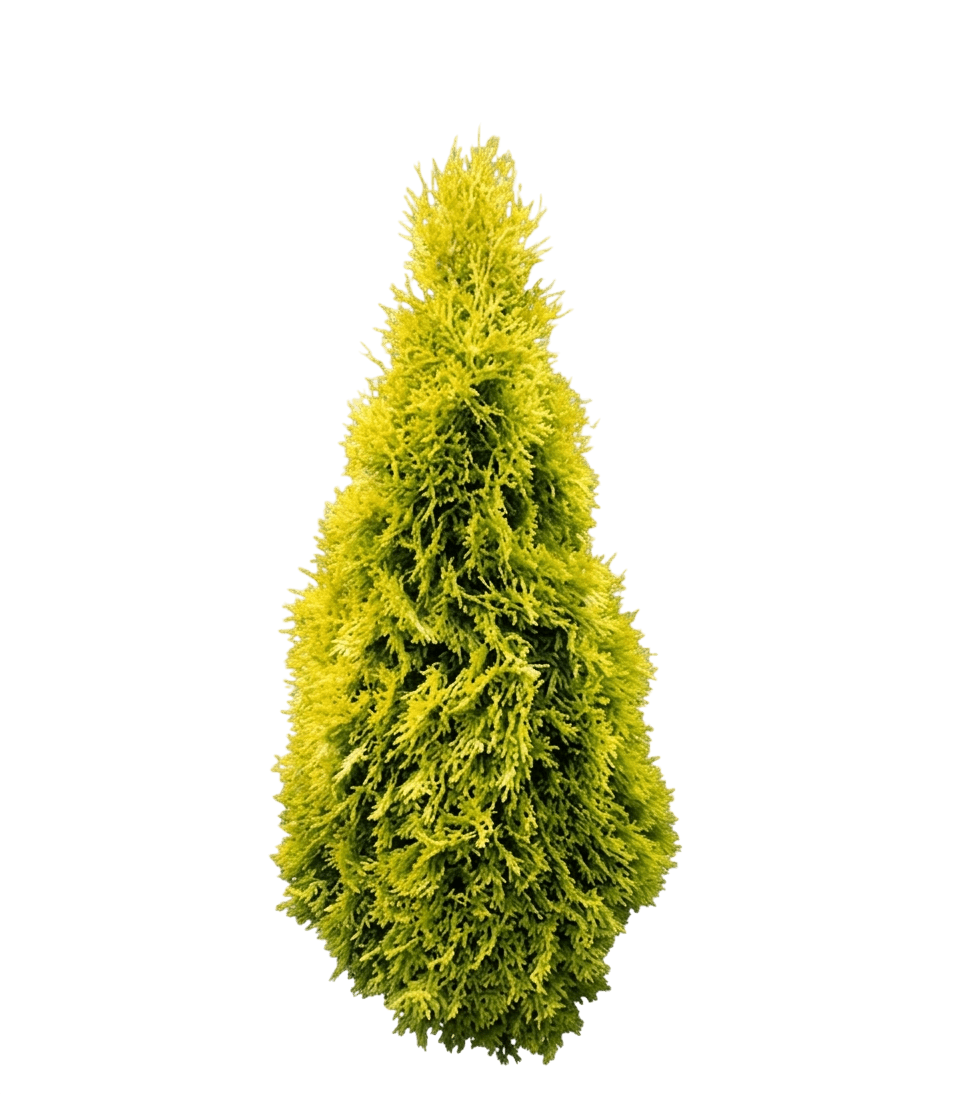 Jantar Arborvitae (Thuja Occidentalis 'Jantar') - Evergreen Trees