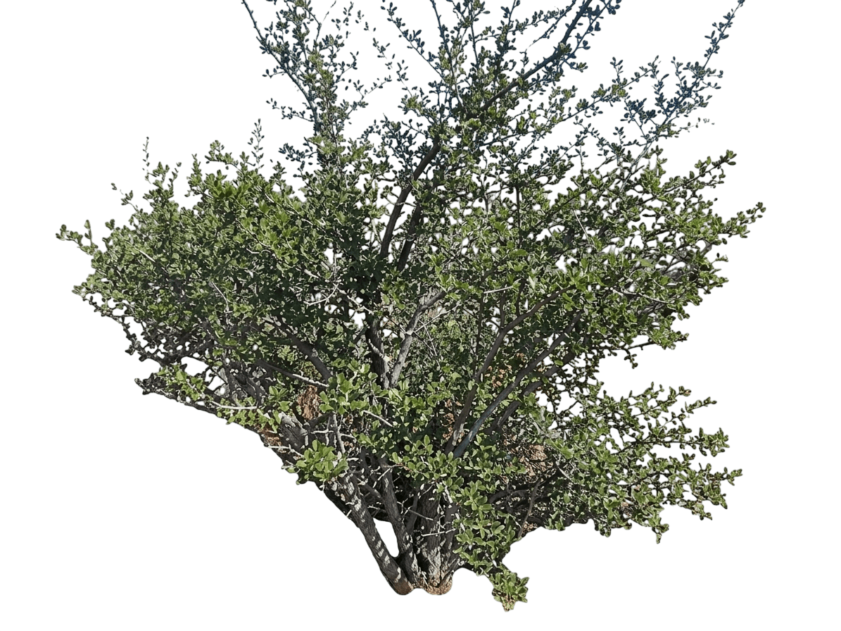 San Diego mountain mahogany (Cercocarpus Minutiflorus) - Shrubs