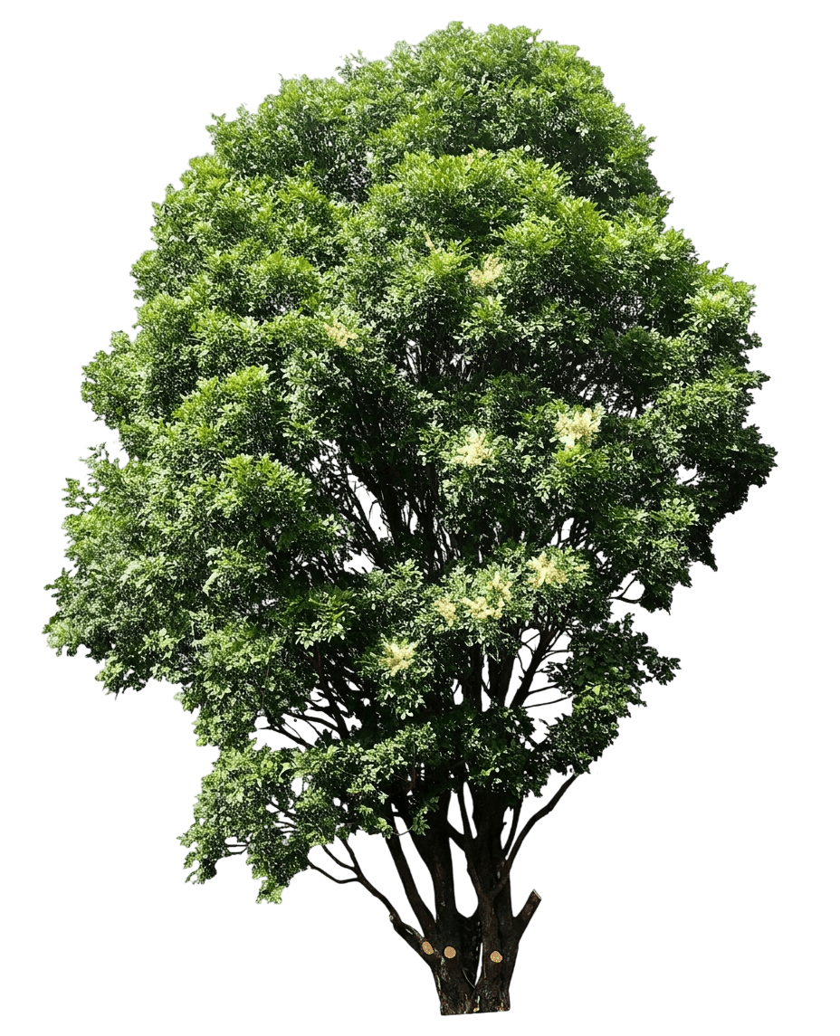 Brush Whitewood (Atalaya Salicifolia) - Evergreen Trees