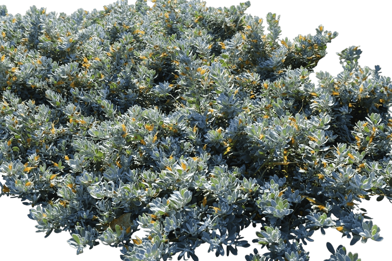 Low Rider (Callistemon Prostrate 'Low Rider') - Ground Layers