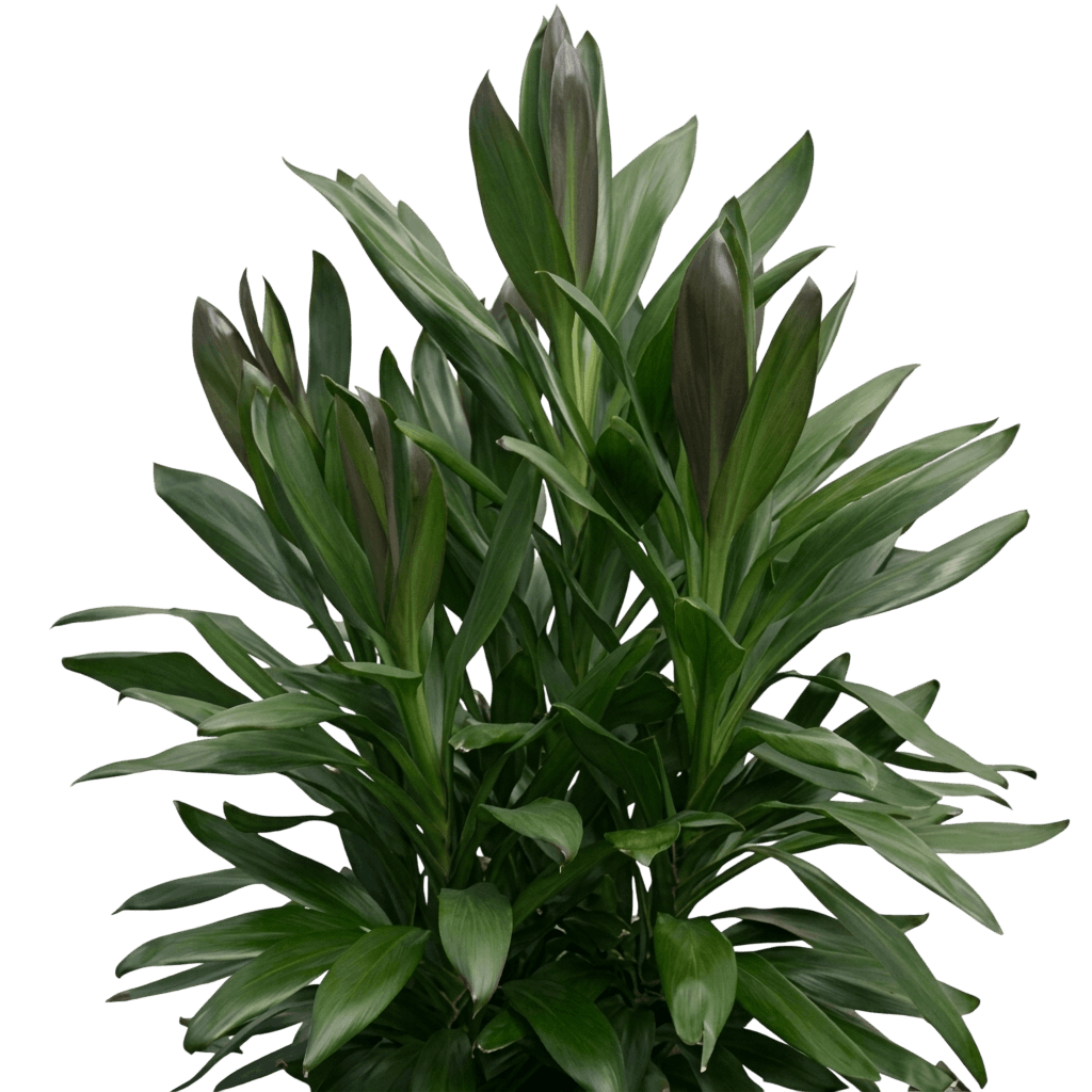 Stricta (Cordyline 'Stricta') - Ground Layers