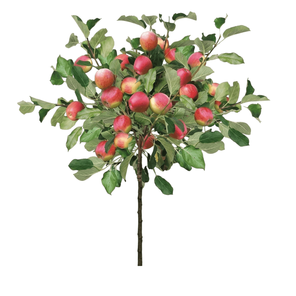 Apple, Red Jonagold *Call For Availability* (Malus 'Red Jonagold') - Fruit Trees