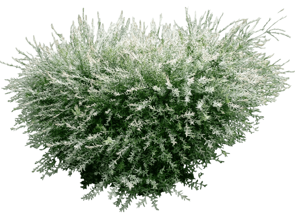 Dwarf Gray Willow (Salix Tristis) - Ground Layers