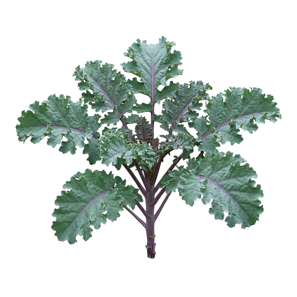 Red Russian Kale (Brassica Napus 'Red Russian') - Perennials