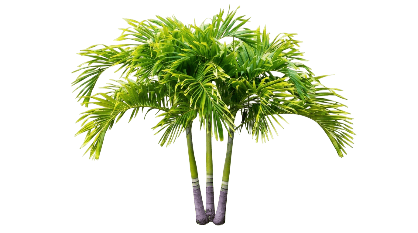 Spindle Palm Tree (Hyophorbe Verschaffeltii) - Evergreen Trees