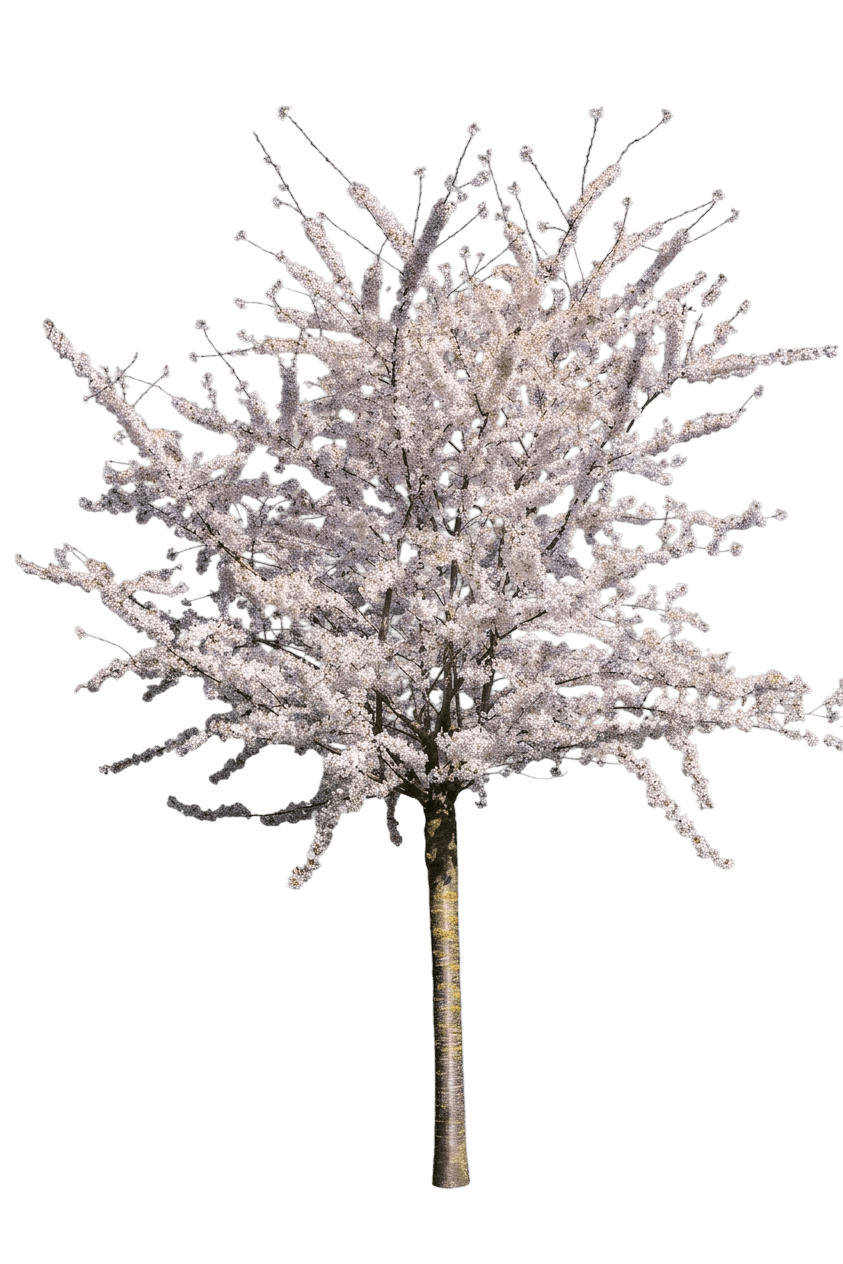 Pink Snow Showers™ Weeping Cherry Tree (Prunus X Var. X 'Pisnshzam') - Flowering Trees