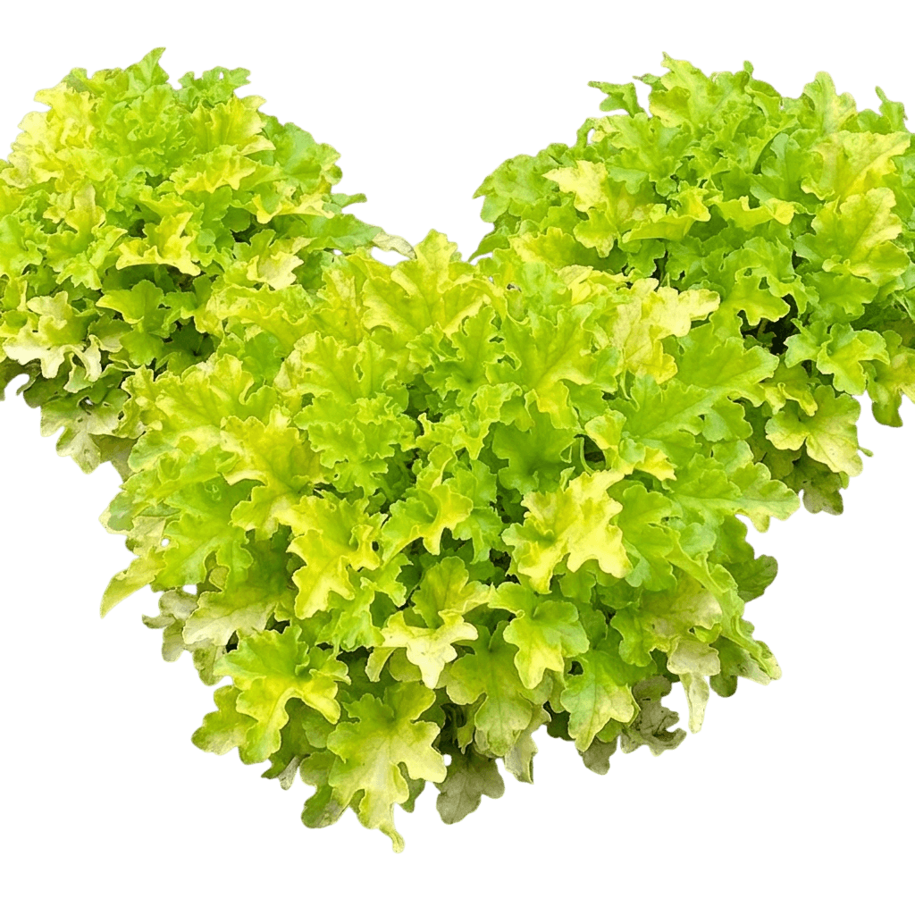 Lime Ruffles Coral Bells (Heuchera 'Lime Ruffles') - Perennials