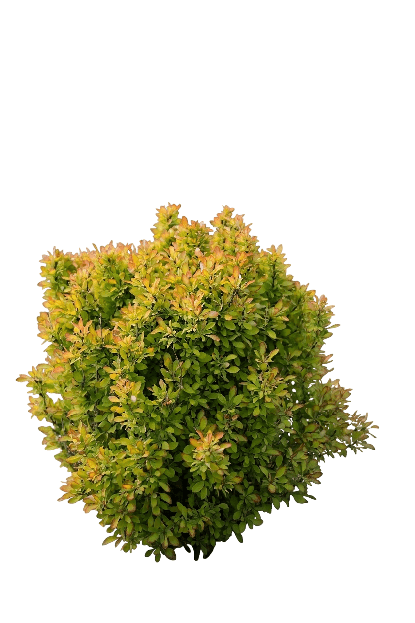 Sunjoy Really Red® Barberry (Berberis Thunbergii Var. Thunbergii 'Ncbx3') - Shrubs