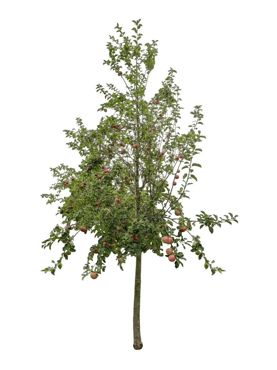 Cripps Pink Apple (Malus Domestica 'Cripps Pink') - Fruit Trees
