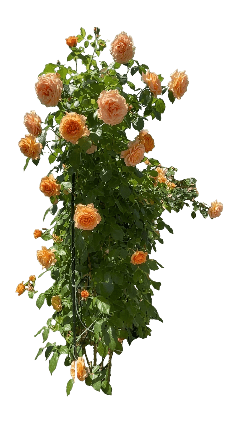 Golden Opportunity climbing rose (Rosa 'Wekausujucton') - Ground Layers