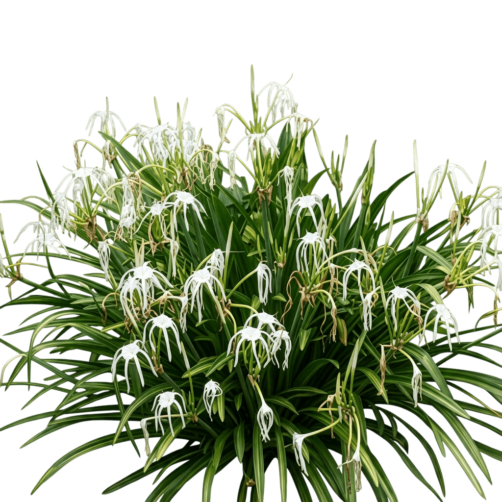 spider lily (Hymenocallis Littoralis Variegated 'Spider Lily') - Ground-layer plants
