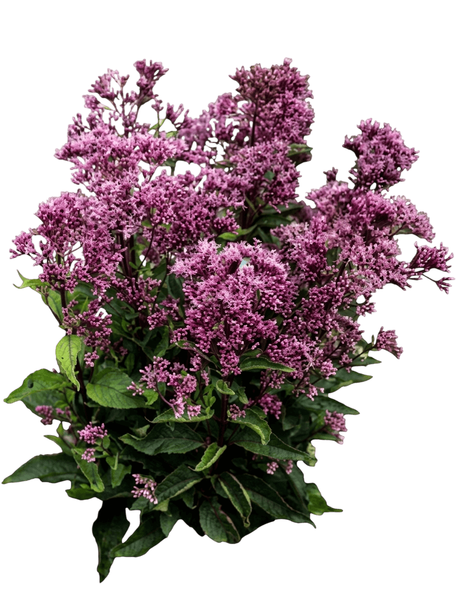 phantom joe pye weed (Eupatorium X 'Phantom') - Perennials