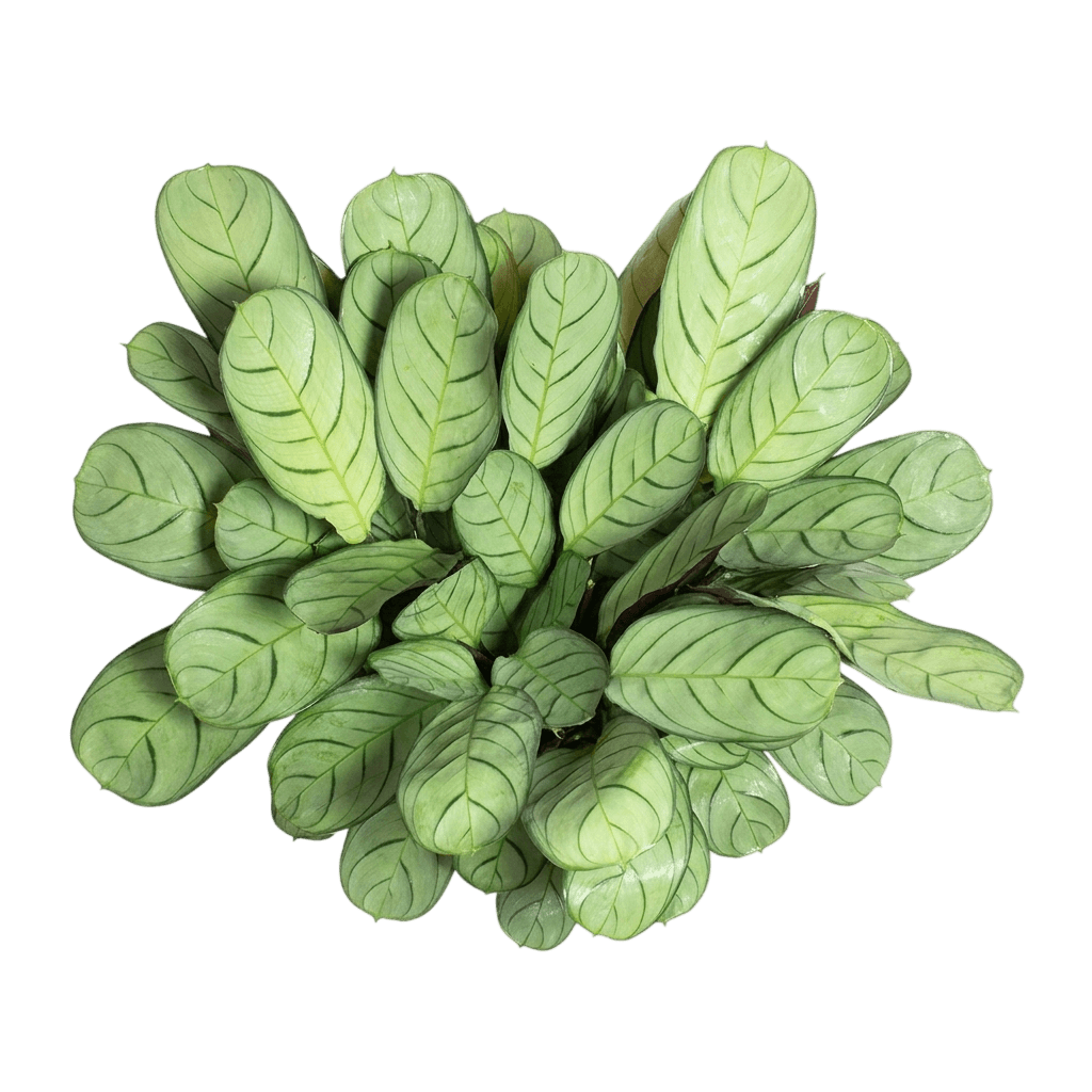 Amagris Prayer Plant (Ctenanthe Burle-Marxii 'Amagris') - Indoor Plants