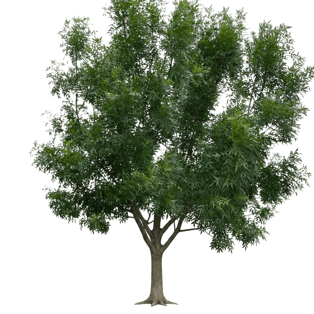Raywood Ash (Fraxinus Angustifolia Subsp. Oxycarpa 'Raywood') - Shade Trees