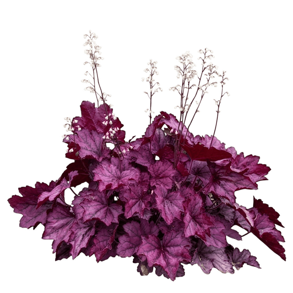 Forever Red Coral Bells (Heuchera Hybrid 'Tnheufr') - Perennials