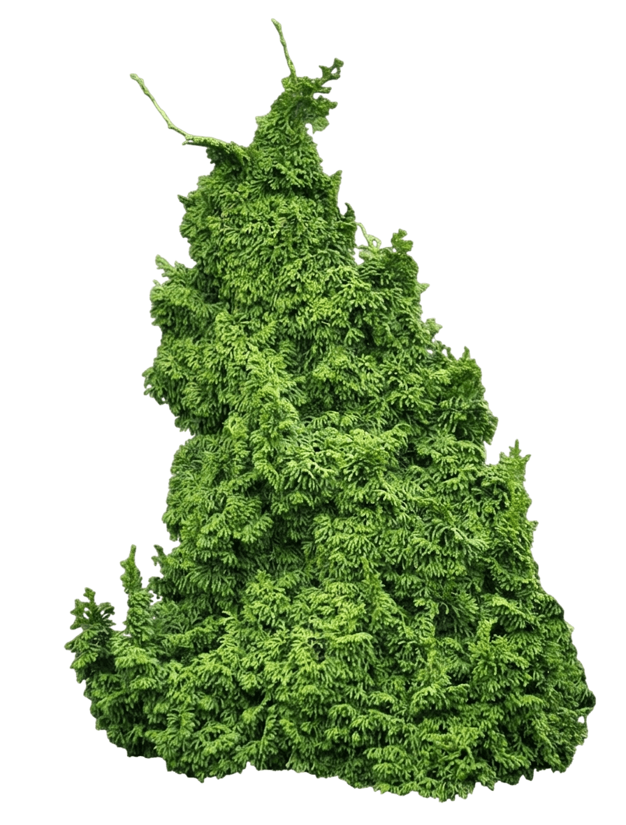 Gemstone Hinoki Falsecypress (Chamaecyparis Obtusa 'Gemstone') - Evergreen Trees