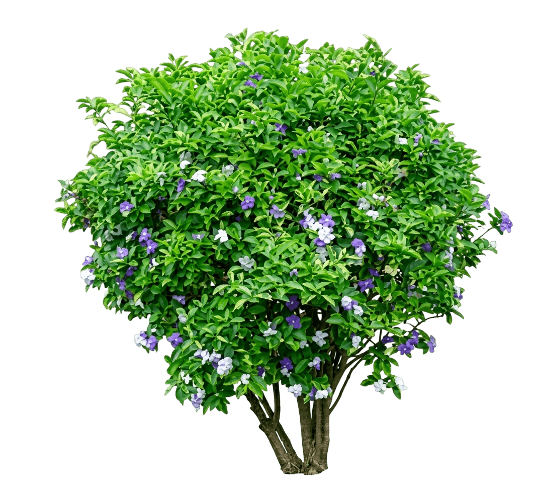 Variegata (Brunfelsia Latifolia) - Ground Layers