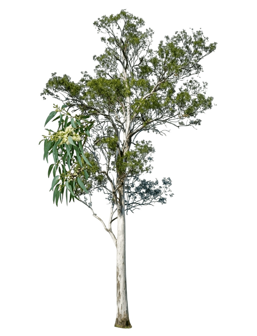 Forest Red Gum (Eucalyptus Tereticornis) - Evergreen Trees