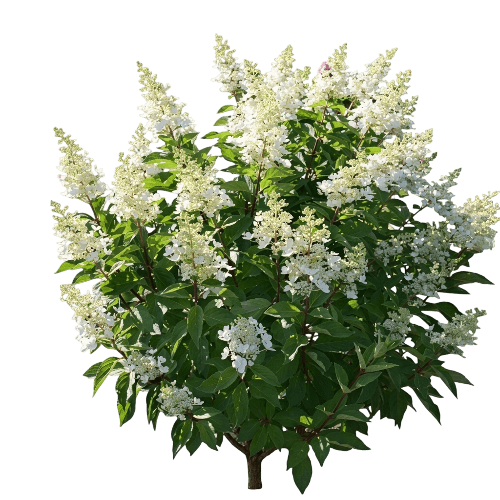 Pinky Winky Prime® Panicle Hydrangea (Hydrangea Paniculata Pp35,334 Var. Paniculata 'Ilvohpprm') - Shrubs