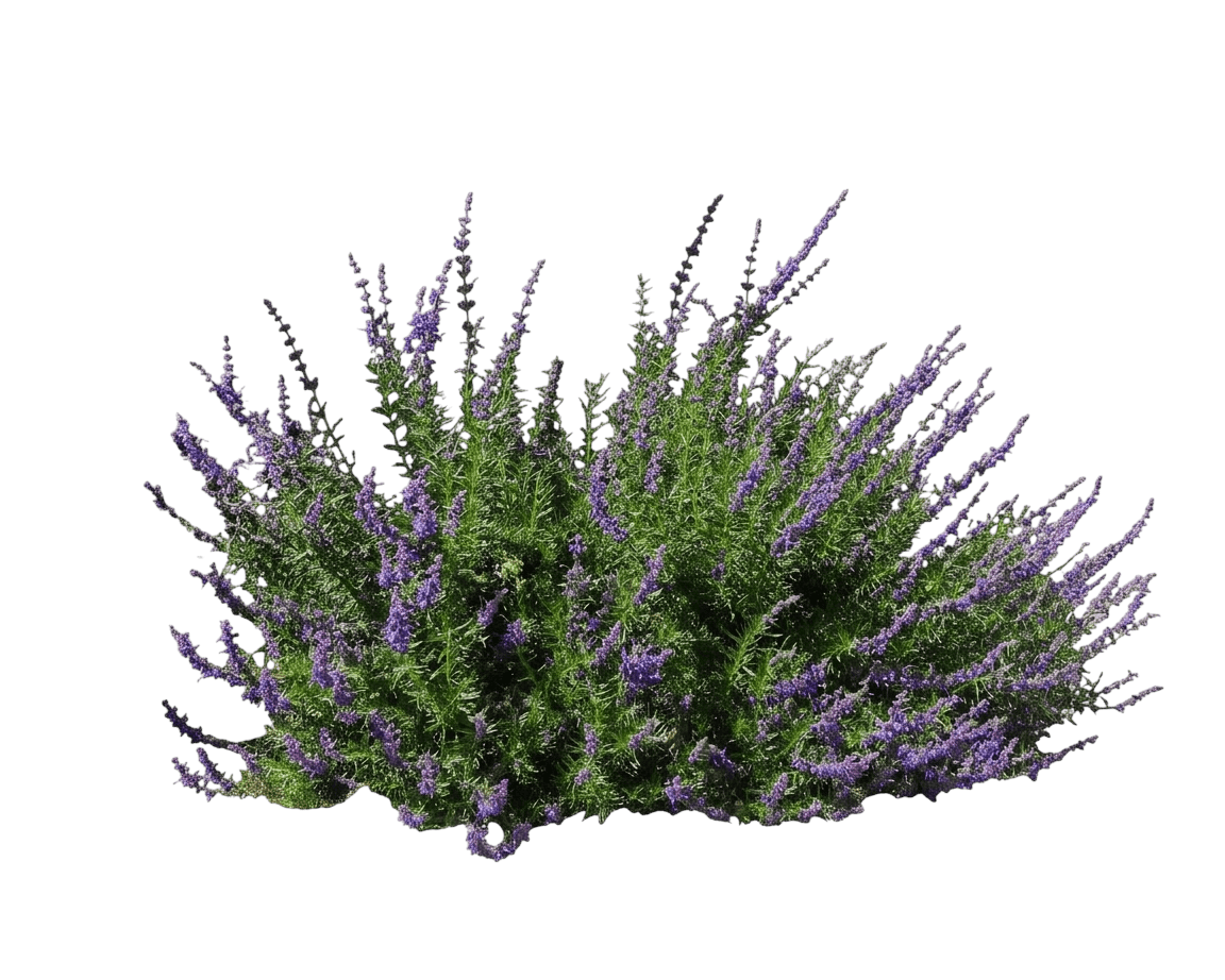 woolly blue curls (Trichostema Lanatum) - Shrubs