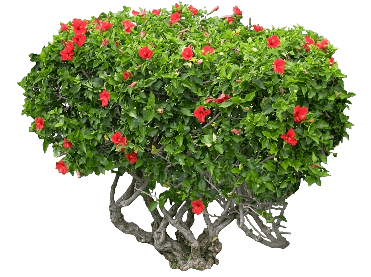 Heartthrob Tropical Hibiscus (Hibiscus Rosa-Sinensis 'Rh-10') - Ground Layers