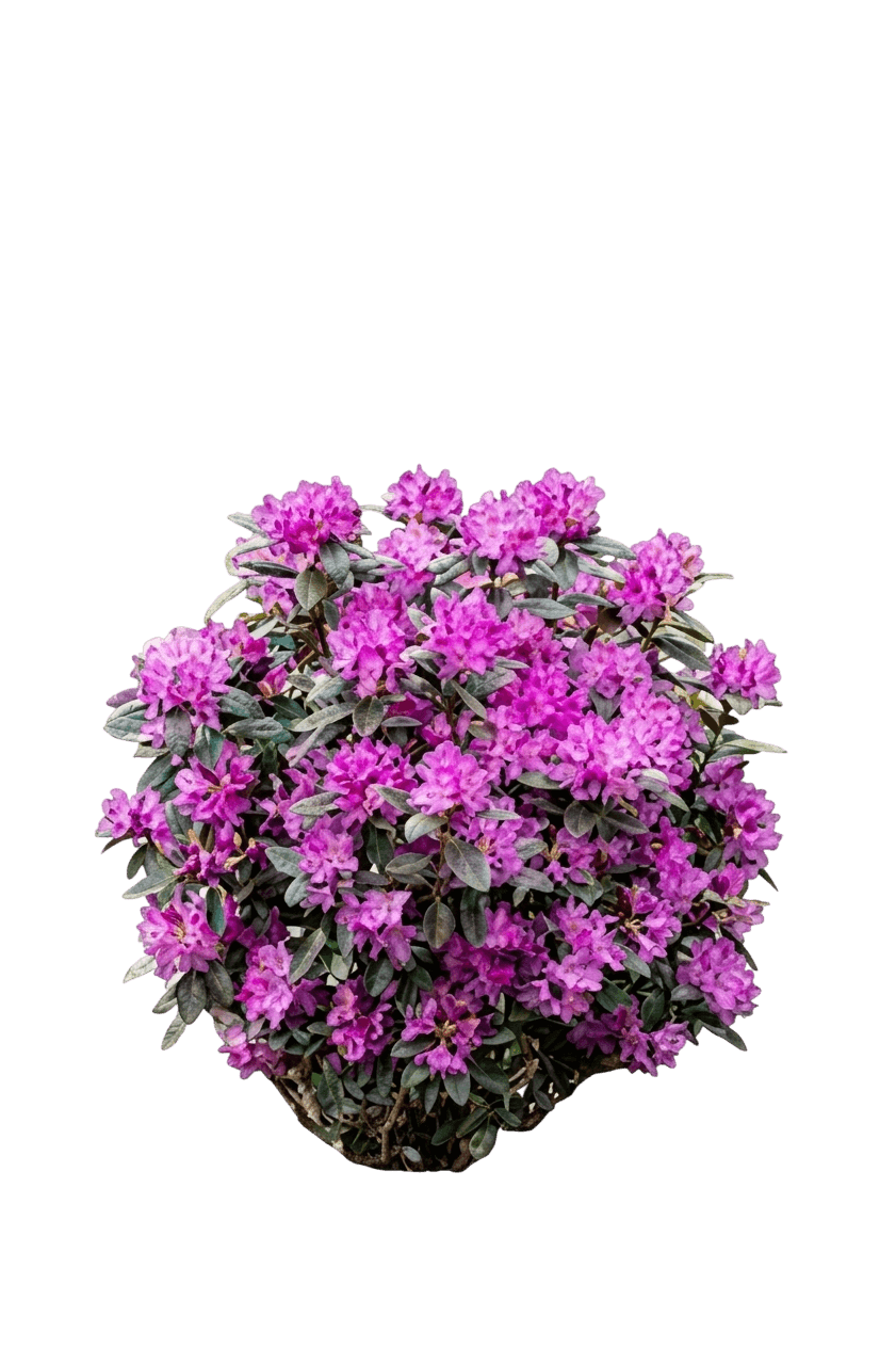 Pjm Rhododendron (Rhododendron 'Pjm') - Ground Layers