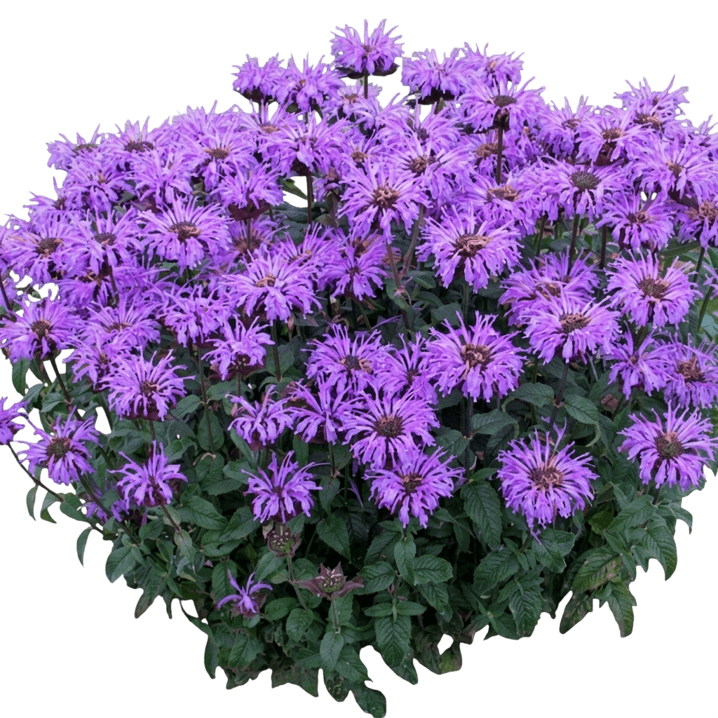 Sugar Buzz® Bee Balm (Monarda X 'Blue Moon') - Perennials