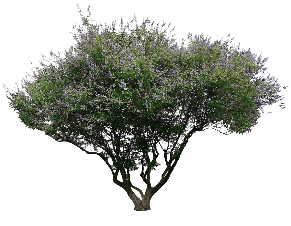 Rock Steady® Chaste Tree (Vitex Agnus-Castus Var. Agnus-Castus 'V0909-2') - Flowering trees