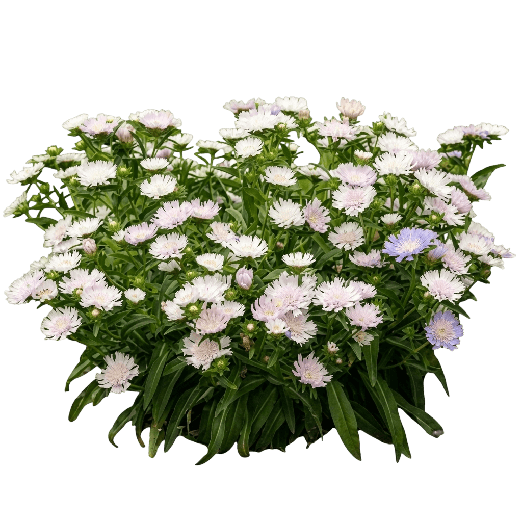 Colorwheel Stokes Aster (Stokesia Laevis 'Colorwheel') - Perennials