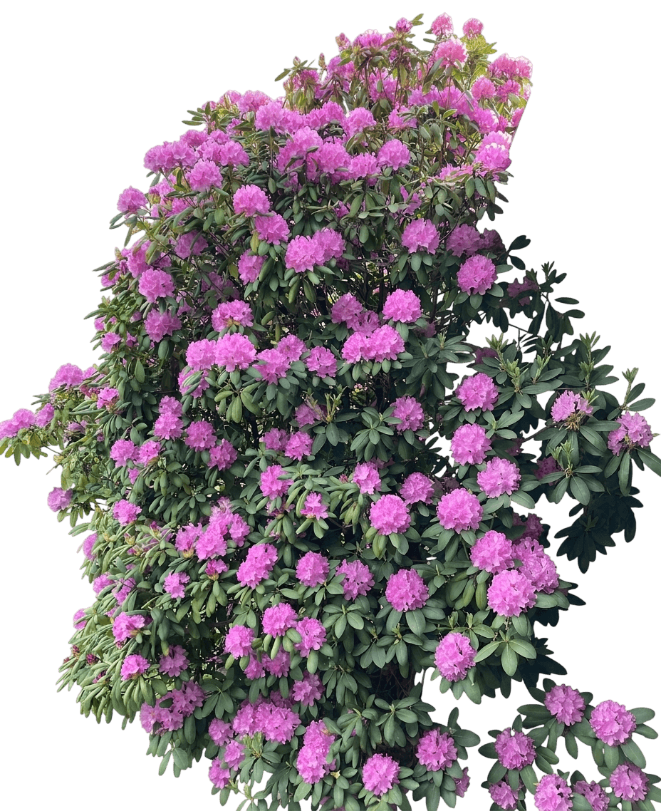 Polarnacht rhododendron (Rhododendron 'Polarnacht') - Ground Layers