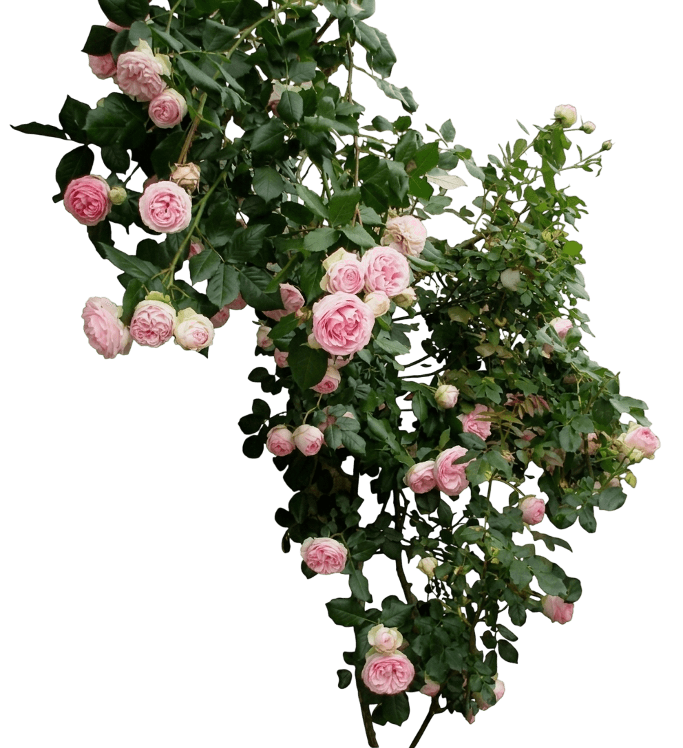 At Last® Hybrid Tea Rose (Rosa X Var. X 'Horcogjil') - Shrubs