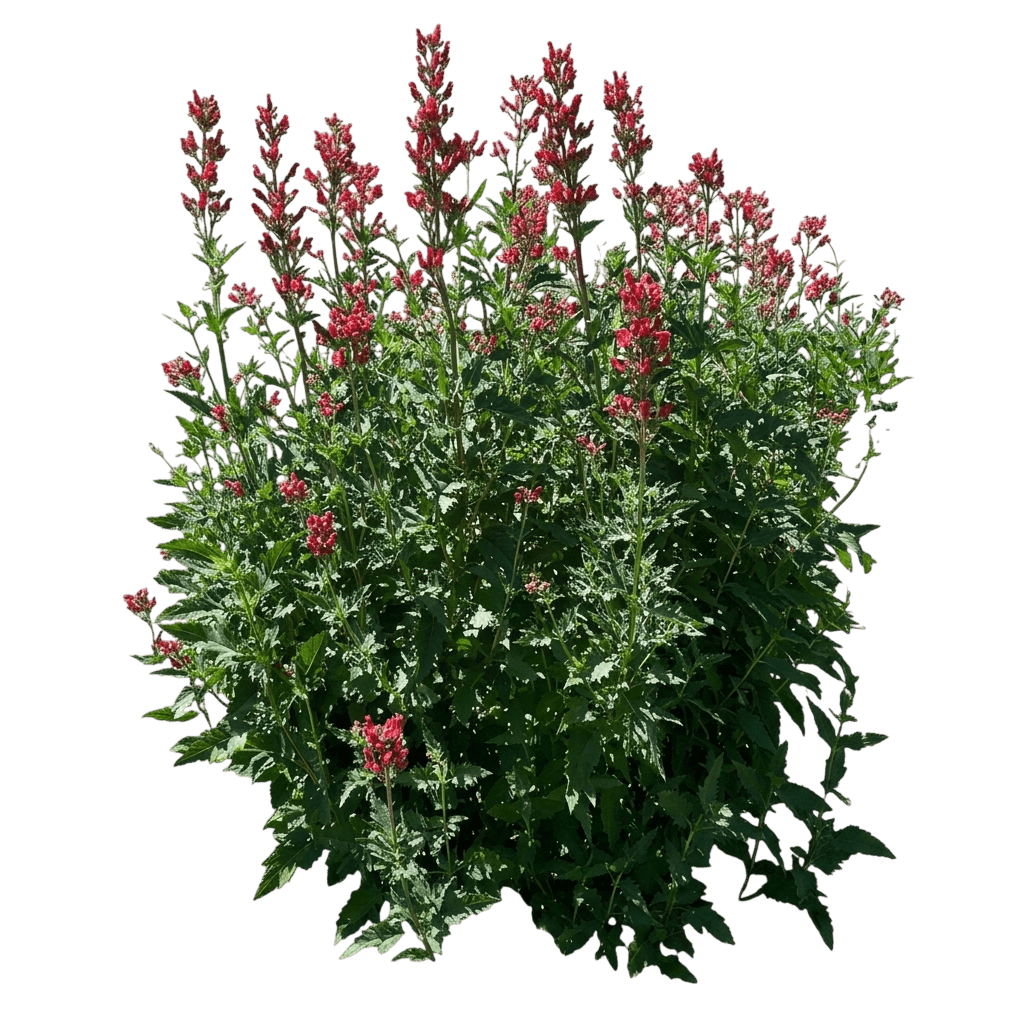 Red Birds In A Tree (Scrophularia Macrantha) - Perennials