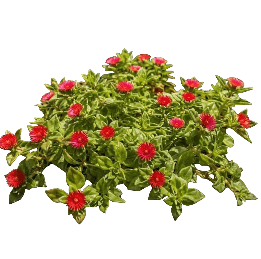 ice plant (Red Apple) (Aptenia 'Red Apple') - Groundcovers