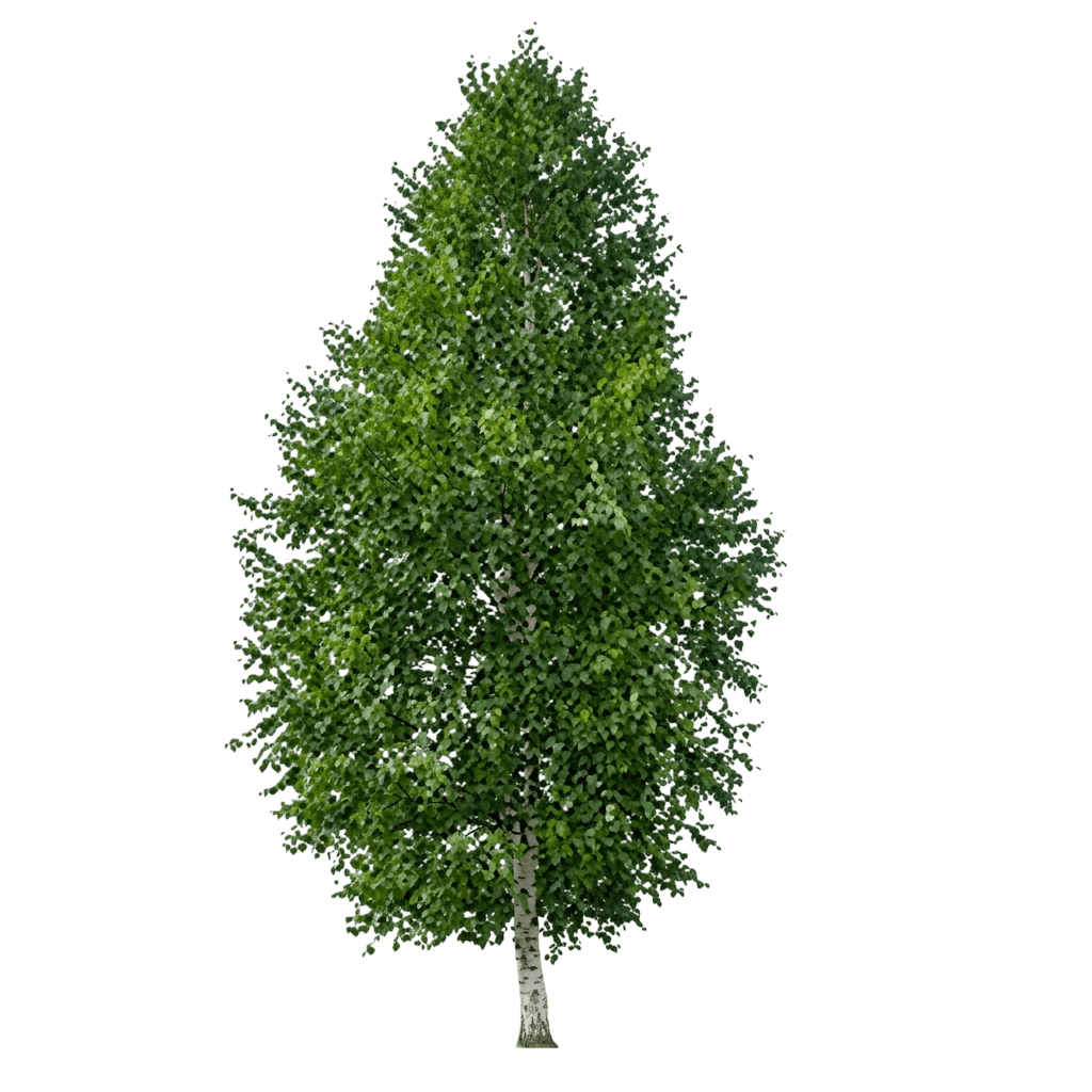 Avalanche™ Birch Tree (Betula X Var. X 'Avalzam') - Shade Trees