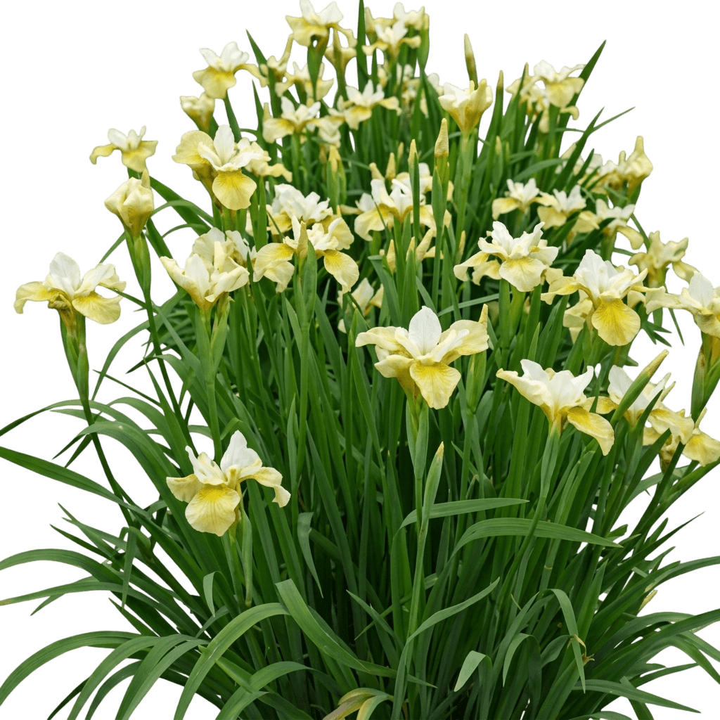 Butter & Sugar Siberian Iris (Iris Sibirica) - Perennials