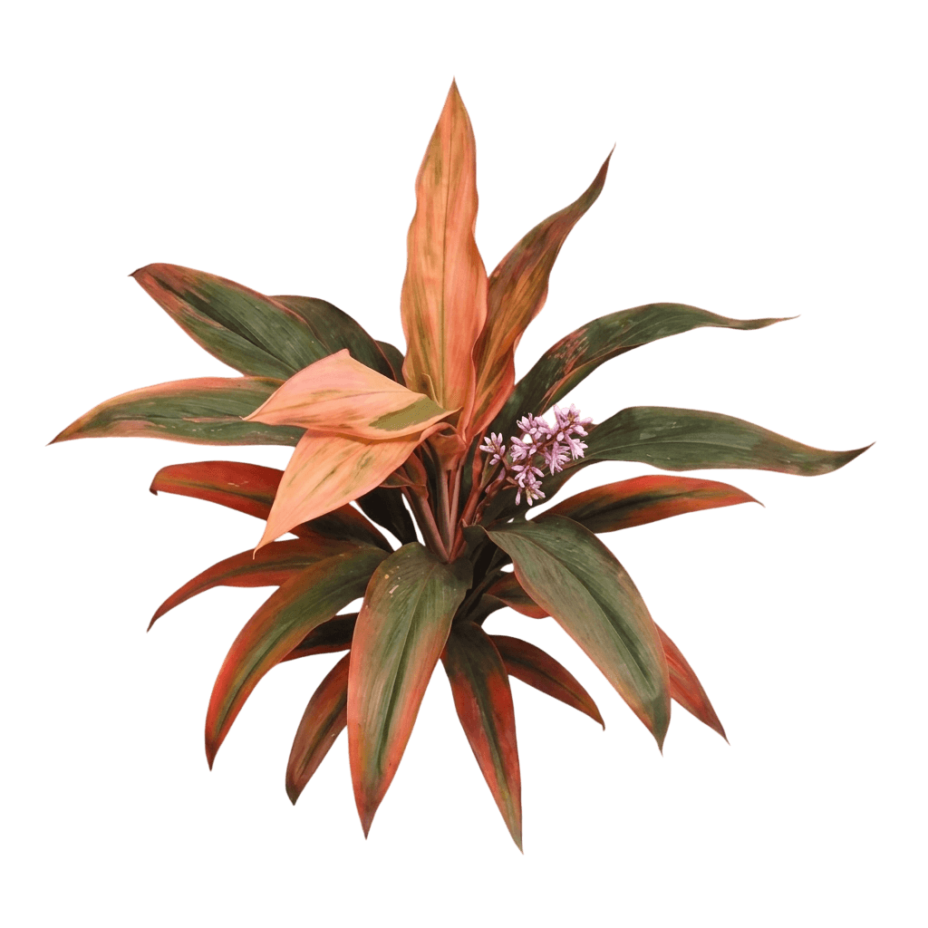 Tangelo (Cordyline Fruticosa 'Tangelo') - Ground Layers