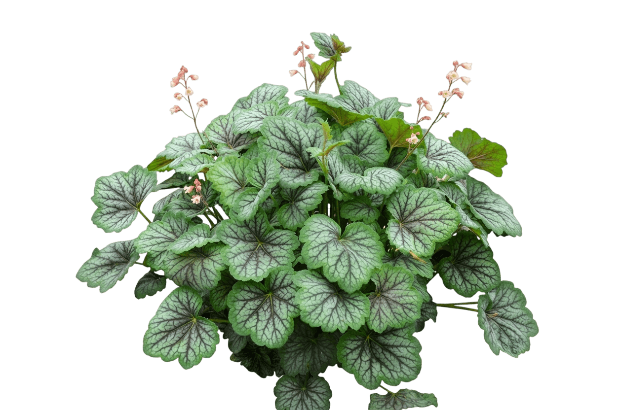 Coral Bells (Heuchera Americana 'Green Spice') - Perennials