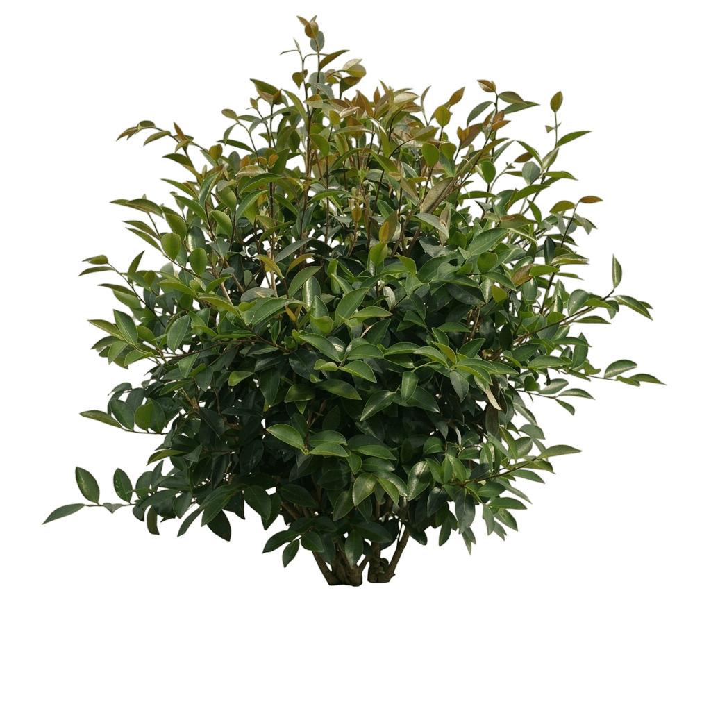 Just Chill® Double White Camellia (Camellia X Pp#36,304 Var. X 'Farrowcjwd') - Shrubs