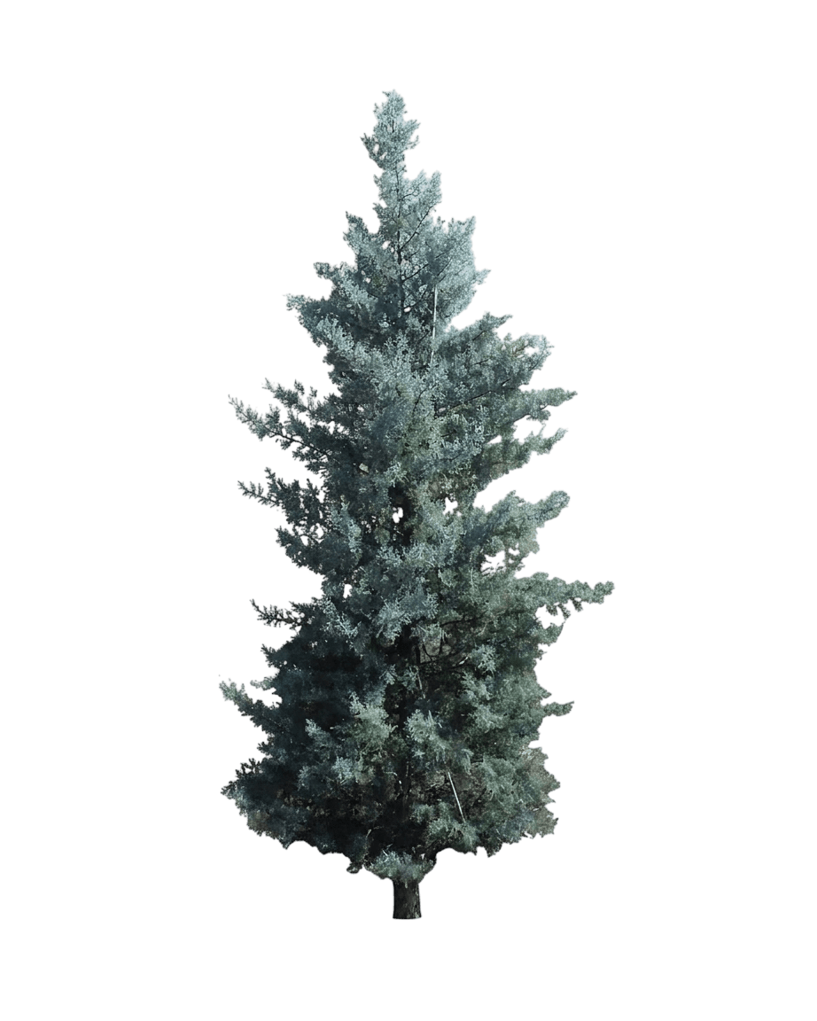Blue Ice Arizona Cypress (Hesperocyparis Arizonica 'Blue Ice') - Evergreen Trees